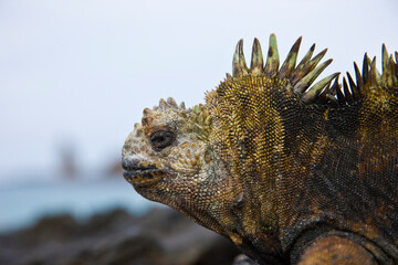 Ecuador. Parque Nacional de las Islas Galapagos.  Iguana marina(Amblyrhynchus cristatus).