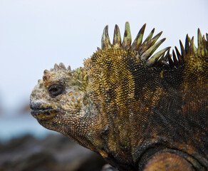 Ecuador. Parque Nacional de las Islas Galapagos.  Iguana marina(Amblyrhynchus cristatus).