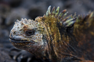 Ecuador. Parque Nacional de las Islas Galapagos.  Iguana marina(Amblyrhynchus cristatus).