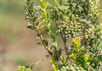 A blueberry plant and its fruits