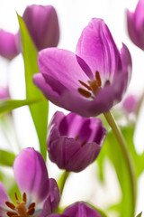 Bouquet of purple tulips on white blurred background. Macro. Close-up. Vertical. Soft selective focus. For greeting card, invitation, social media, flower delivery, Mother's day, Women's Day