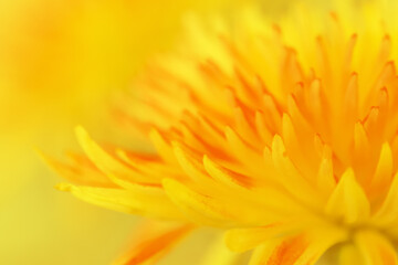 Bright floral background. Chrysanthemum, macro, close-up, soft selective focus, yellow tint. Spring equinox concept, beauty of nature. For interior design, social media, Mother's, Women's Day