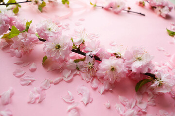 springtime. blooming sakura branch on pink background