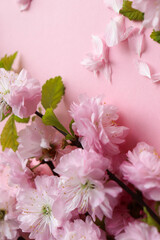 springtime. blooming sakura branch on pink background