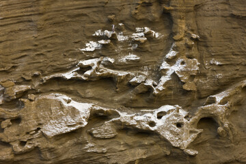 PIQUERO DE PATAS AZULES. Parque Nacional Islas Galapagos, Ecuador, America