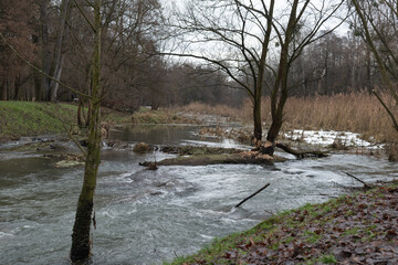 Wild river at beavers' place 