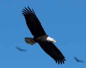 American Bald Eagle