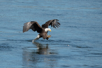 American Bald Eagle