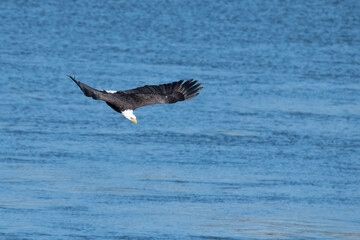 American Bald Eagle