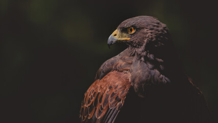 Male Harris Hawk close up  showing head eyes beak and feather detail in profile showing hook beak