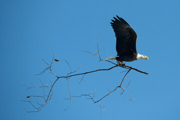 American Bald Eagle