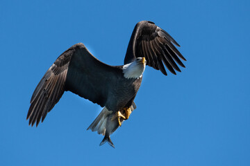 American Bald Eagle