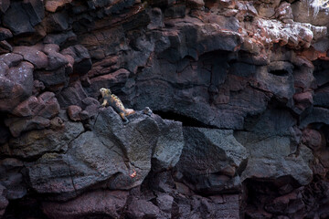 Iguana marina,Islas Galapagos, Ecuador