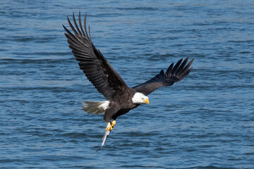 American Bald Eagle