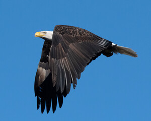 American Bald Eagle