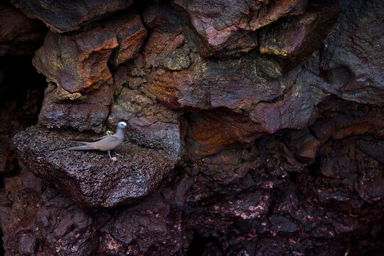 Brown Noddy or Common Noddy (Anous stolidus). Islas Galapagos, Ecuador