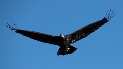 American Bald Eagle