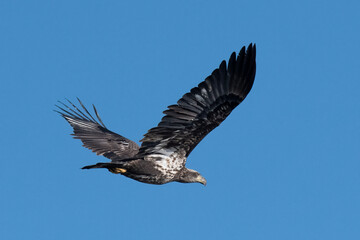 American Bald Eagle