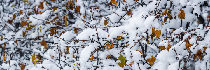 Snow on the branches of trees and bushes after a snowfall. Beautiful winter background with snow-covered trees. Plants in a winter forest park. Cold snowy weather. Cool panoramic texture of fresh snow