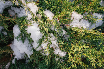Evergreen coniferous plant with snow on the branches on a sunny winter day. Thuja in winter.