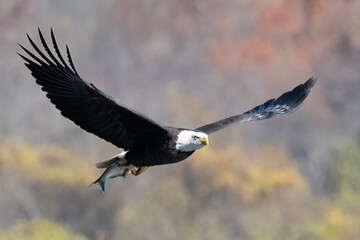 American Bald Eagle