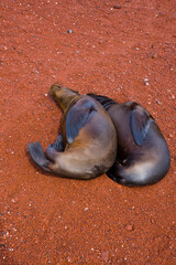 Lobo marino, Islas Galapagos, Ecuador