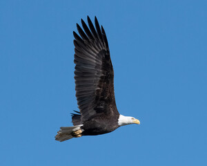 American Bald Eagle