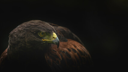 Male Harris Hawk close up  showing head eyes beak and feather detail in profile showing hook beak