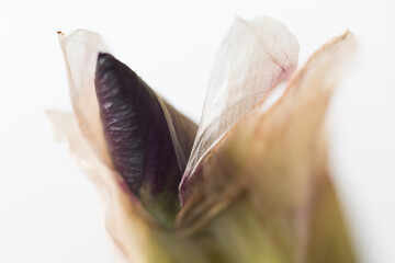flower macro shot blossom valentine day mother