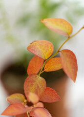 Greenhouse experiment of a blueberry plant