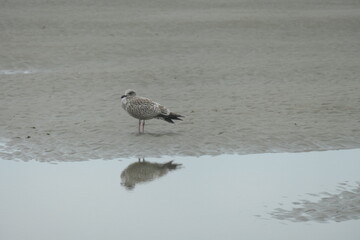  Brown seagull on the Beach with the reflection in the sea.