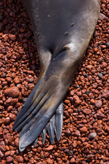 Lobo marino, Islas Galapagos, Ecuador