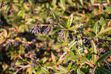 A green ornamental plant with black oblong fruits on the branches on a sunny day.