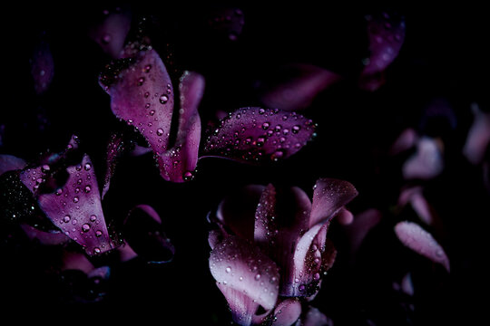 Hintergrund mit Blumen Alpenveilchen Cyclamen dark and moody