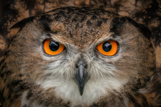 European Eagle Owl staring at the camera, large orange Owl eyes