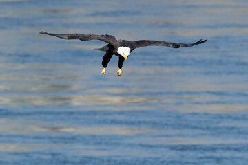 american bald eagle