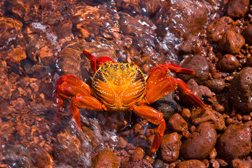 Zayapa, Islas Galapagos, Ecuador