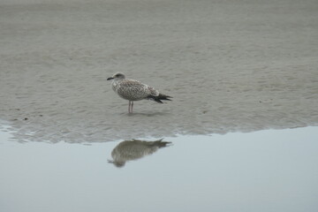  Brown seagull on the Beach with the reflection in the sea.