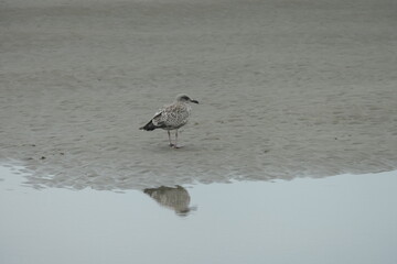  Brown seagull on the Beach with the reflection in the sea.