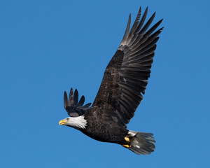 american bald eagle