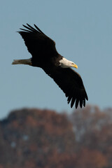 vulture in flight