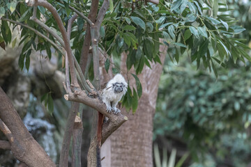 Cotton Top Tamarin, Saguinus oedipus. Exotic animals