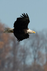 american bald eagle