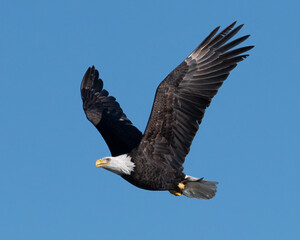 american bald eagle