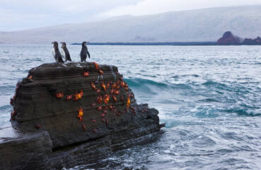 Ecuador. Parque Nacional de las Islas Galapagos. Pingüinos de Galapagos (Spheniscus mendiculus) y zapayas (Grapsus grapsus). - obrazy, fototapety, plakaty