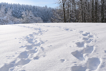 Close up of fresh tracks in fresh snow, with trees and a horizon in the background