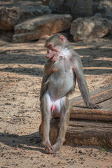 Fototapeta premium Hamadryas Baboon, Papio hamadryas. Young animal. Vertical portrait
