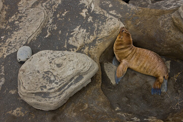 Lobo marino. Ecuador. Parque Nacional de las Islas Galapagos