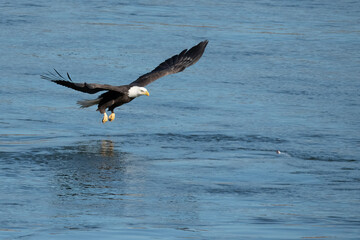 eagle in flight