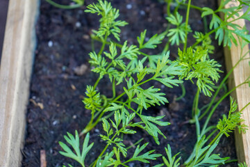 Small carrots germinating in fresh soil 